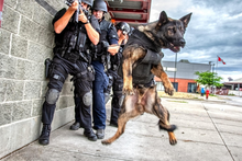 Load image into Gallery viewer, The 2025 Thin Blue Line Canada Fundraising Calendar (Wall Size and Desk Size) To benefit Canine Therapy for First  Responders (CTFFR Atlantic)