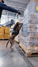 Load image into Gallery viewer, The 2025 Thin Blue Line Canada Fundraising Calendar (Wall Size and Desk Size) To benefit Canine Therapy for First  Responders (CTFFR Atlantic)