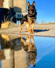Load image into Gallery viewer, The 2025 Thin Blue Line Canada Fundraising Calendar (Wall Size and Desk Size) To benefit Canine Therapy for First  Responders (CTFFR Atlantic)